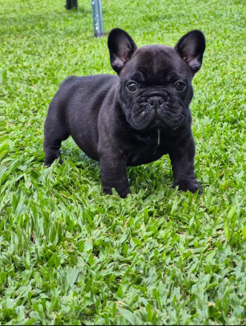 Bulldog francês  - Foto 3