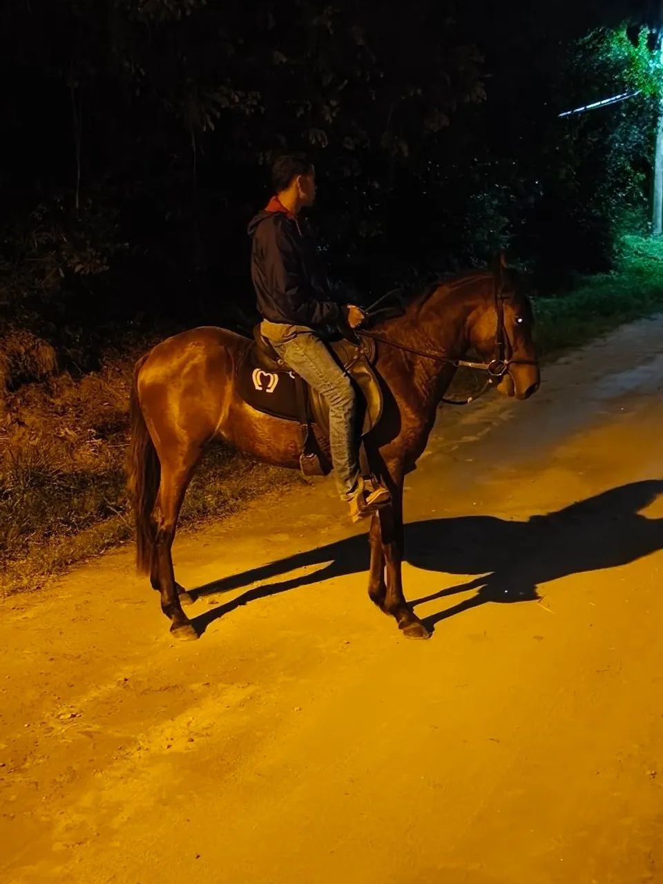 Potro mangalarga  - Foto 3