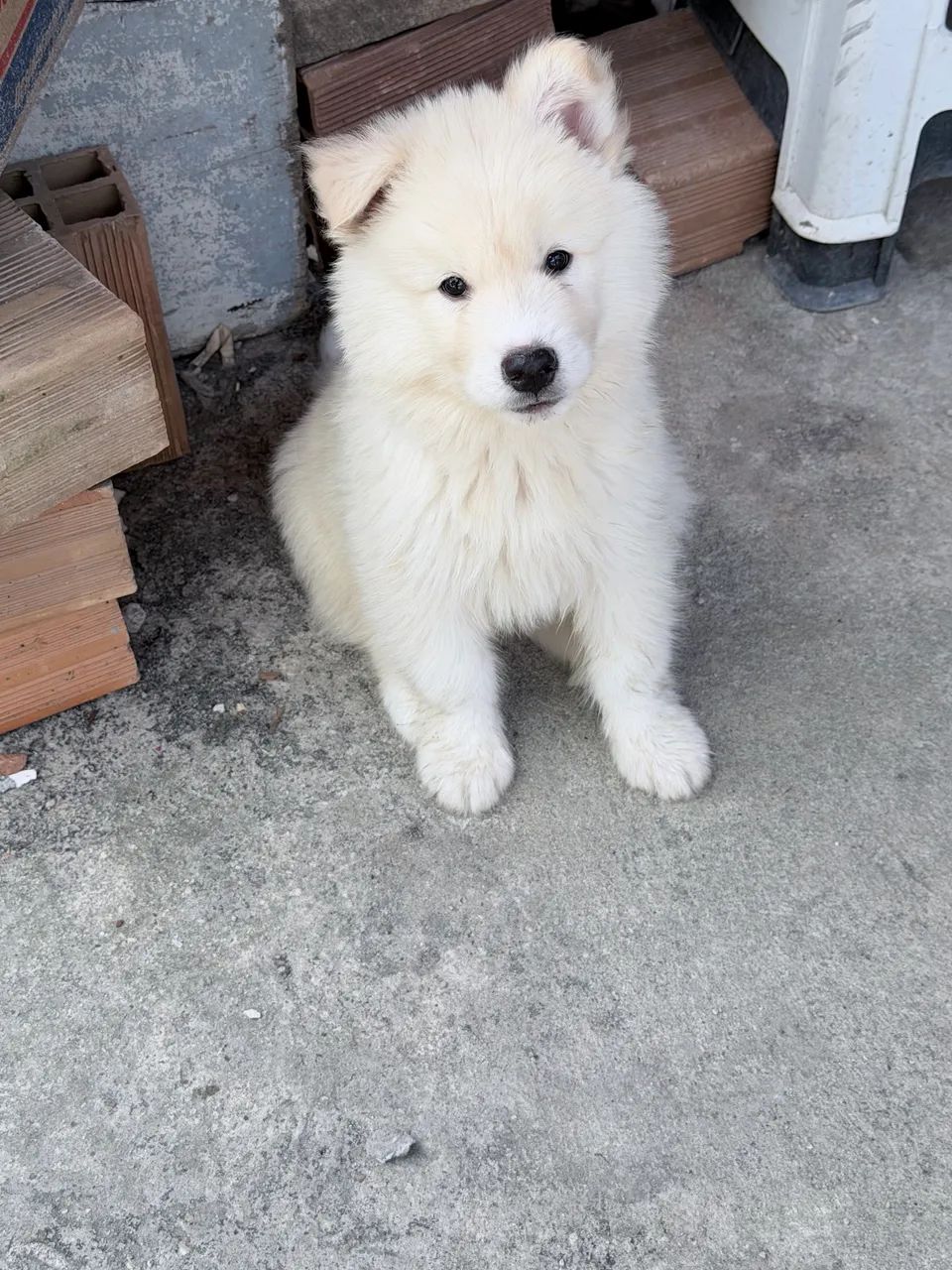 Cachorro  - Foto 4