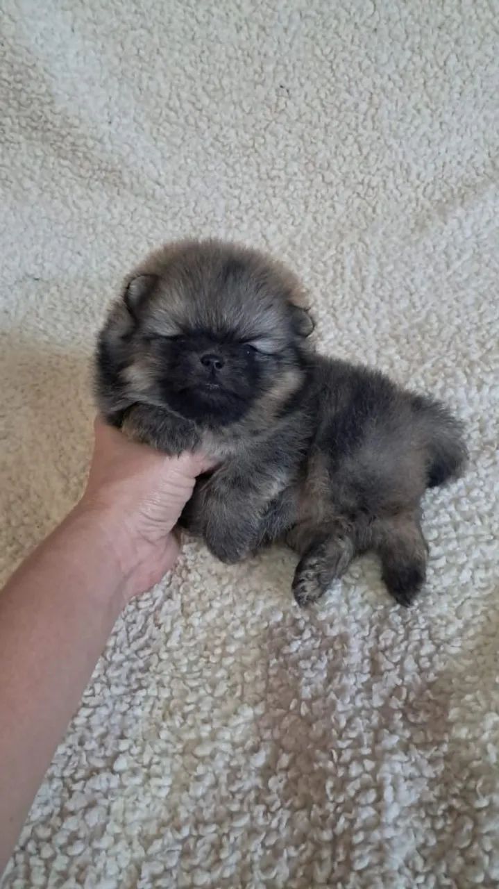MACHO SPITZ  - Foto 2