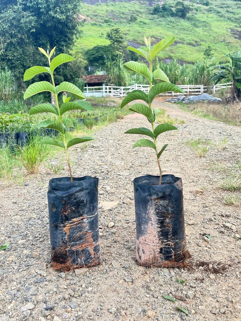 Goiaba - Foto 3