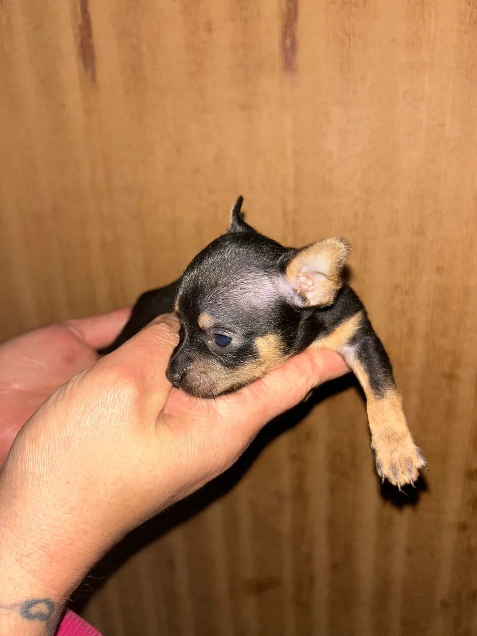 Pinscher Zero - Foto 4