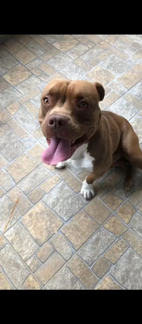 cachorro pit bul  - Foto 2