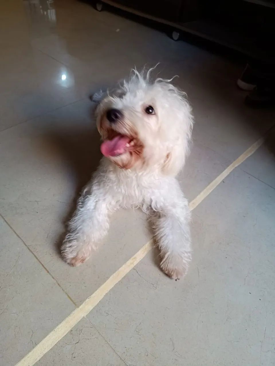 Maltês com poodle  - Foto 2
