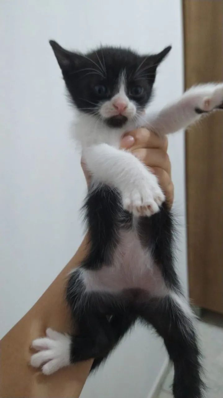 Doação de gatinhos - Foto 4