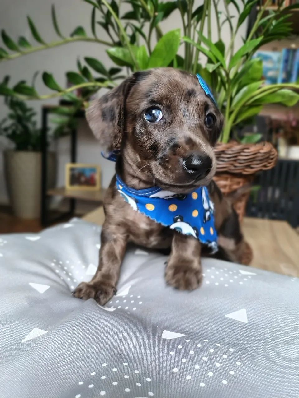 Lindo filhote miniatura arlequim (Macho) - Foto 3