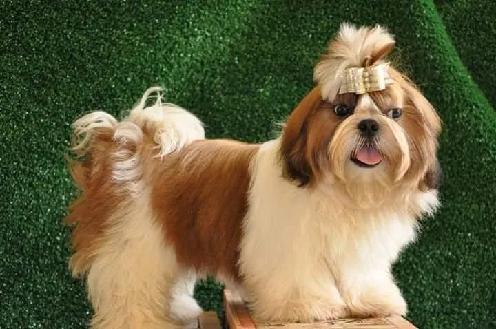 Shihtzu plantel  - Foto 3