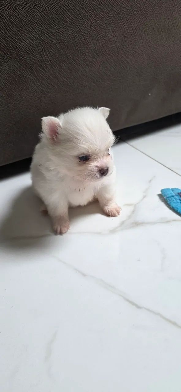 Spitz Alemão - Foto 2