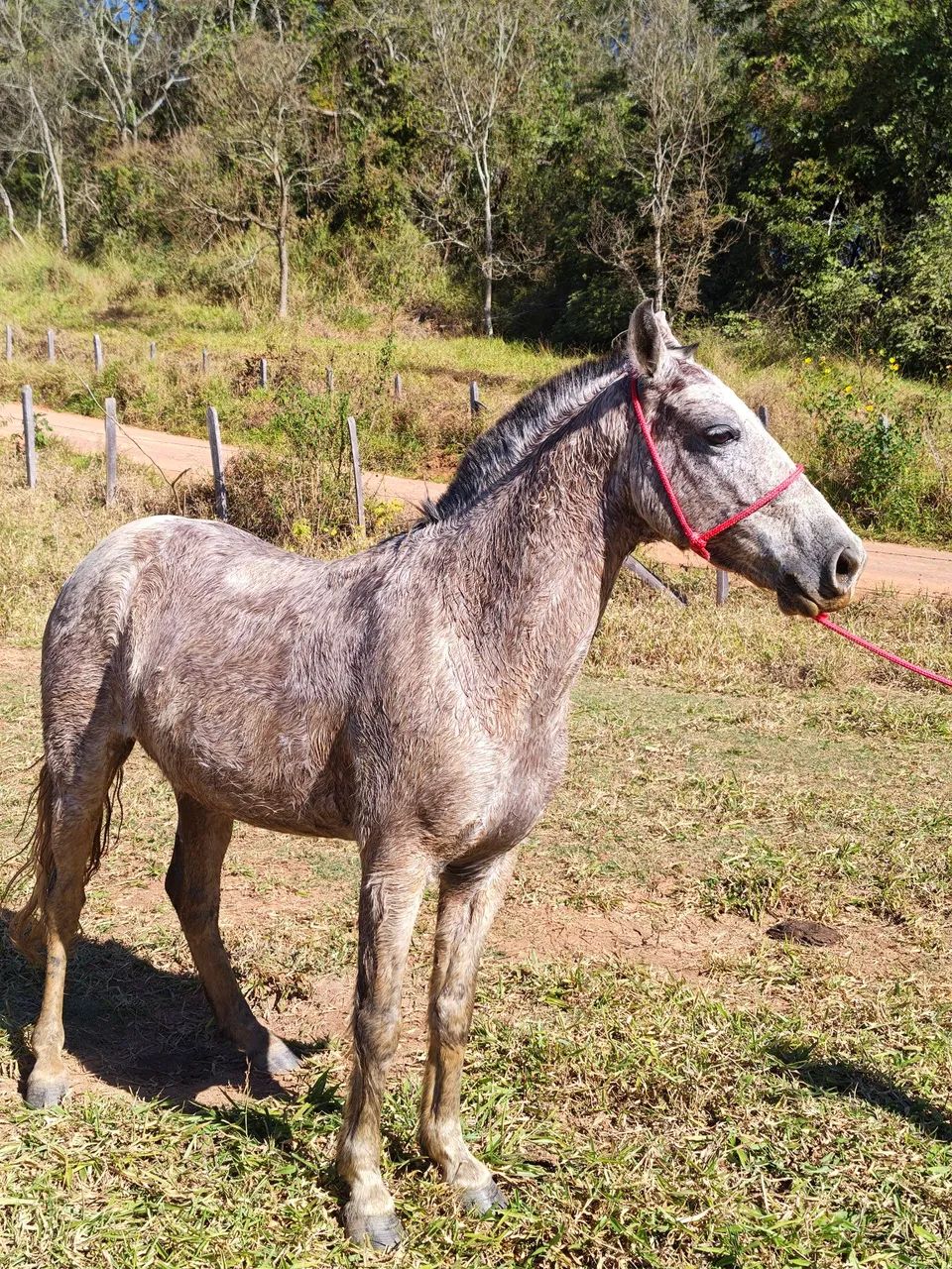 Cavalo marcha picada  - Foto 2