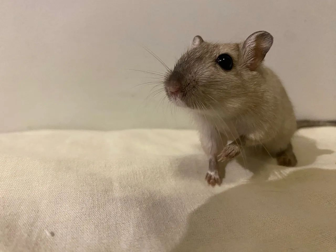 Dupla de Gerbil fêmea (As duas juntas) - Foto 2