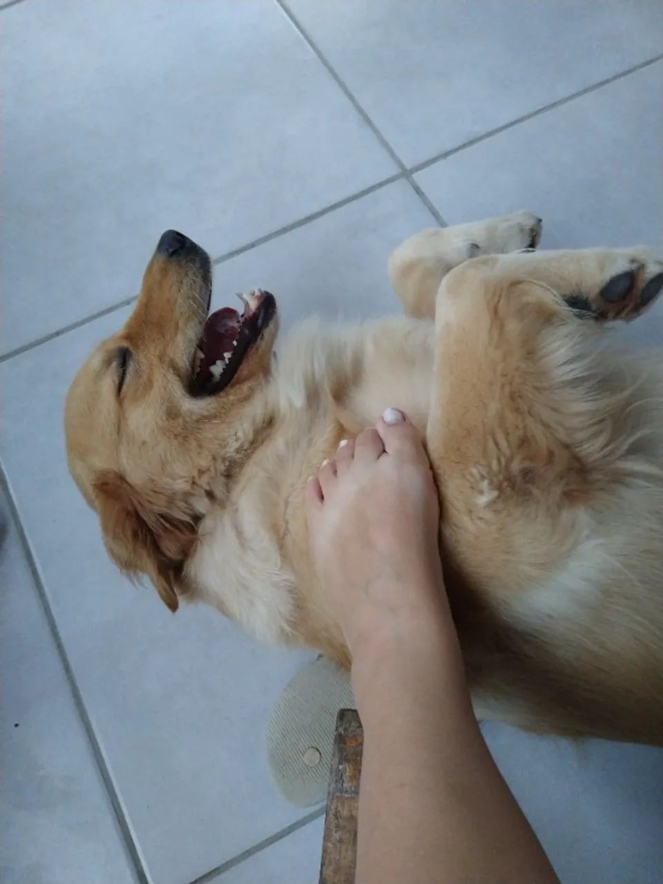 Doação de Golden e beagle  - Foto 3