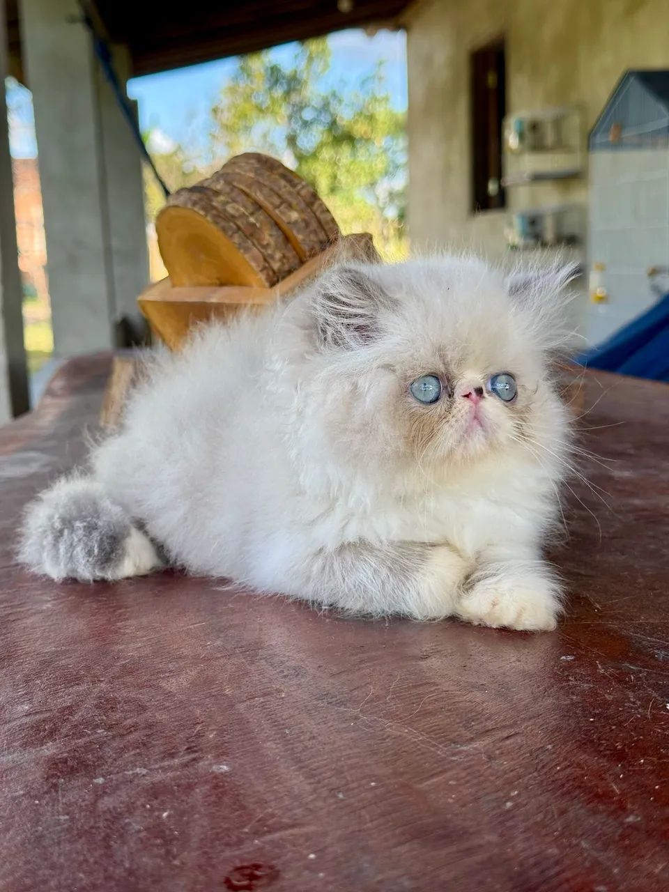 Machinho persa  - Foto 4
