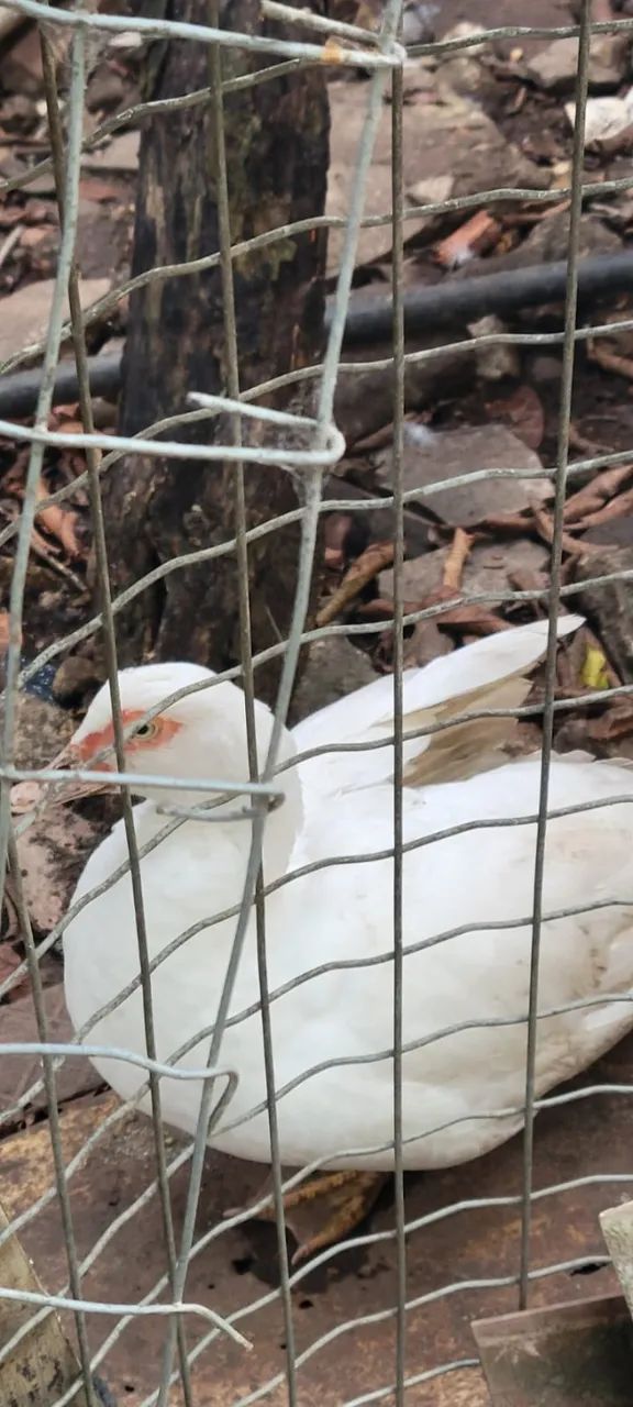Doa-se Casal de Patos - Foto 2