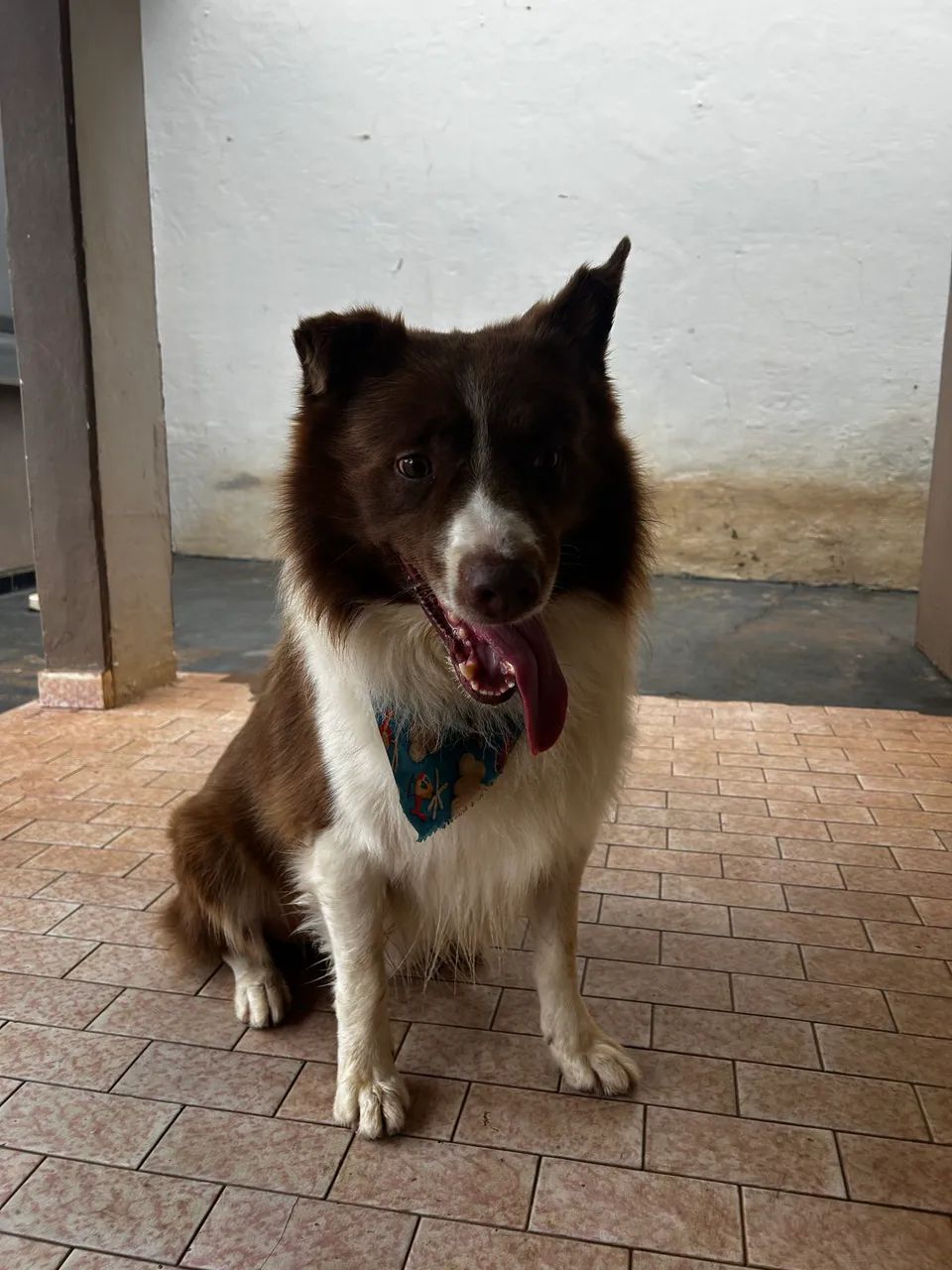 Border Collie Macho - Foto 4