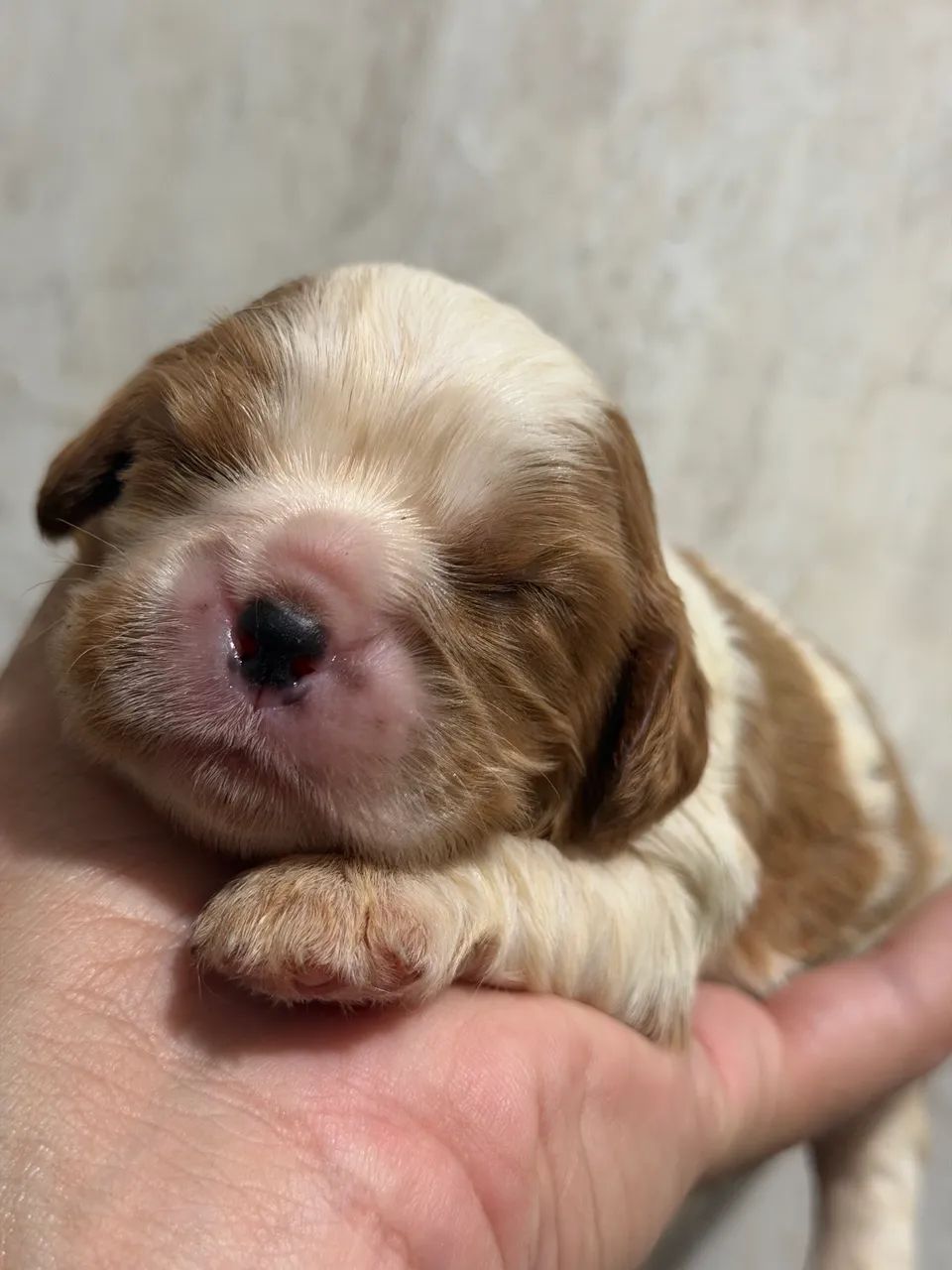 Cavalier king filhote reserva com documentação  - Foto 2