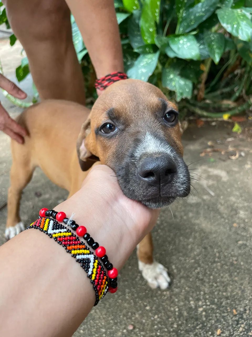 Cachorro filhote para doação