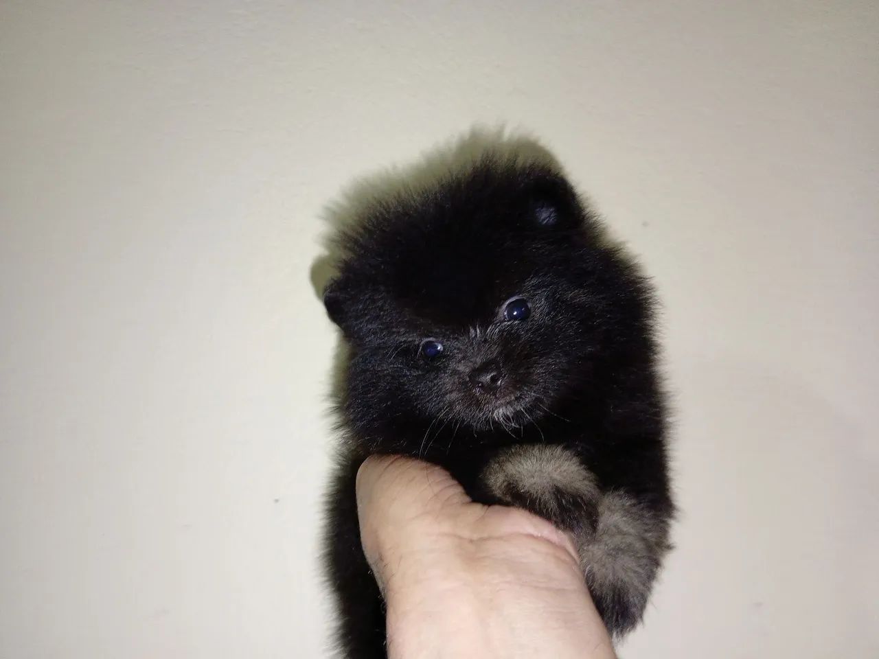 Lulu da Pomerânia  - Foto 3