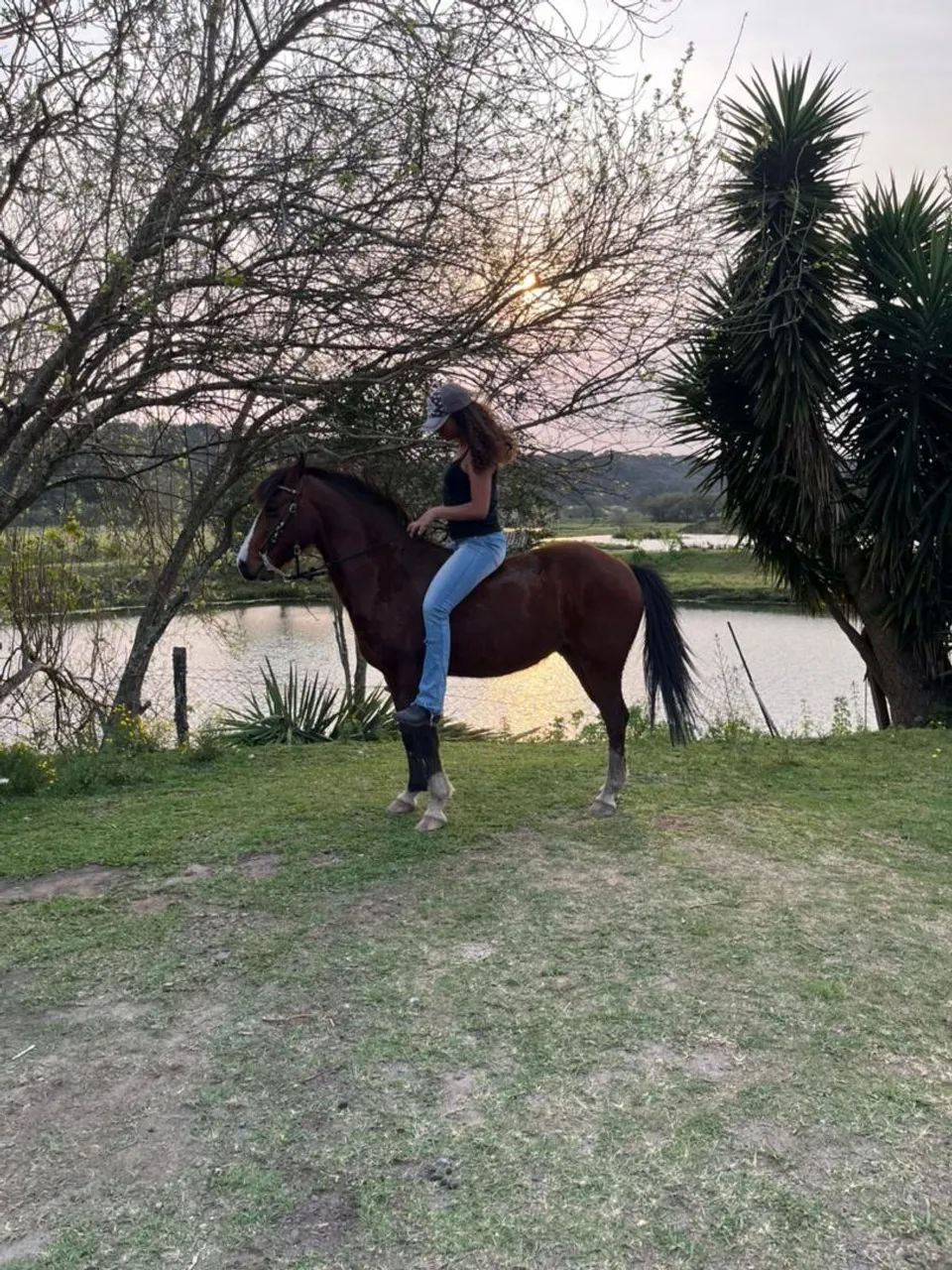 Crioulo a venda. - Foto 3