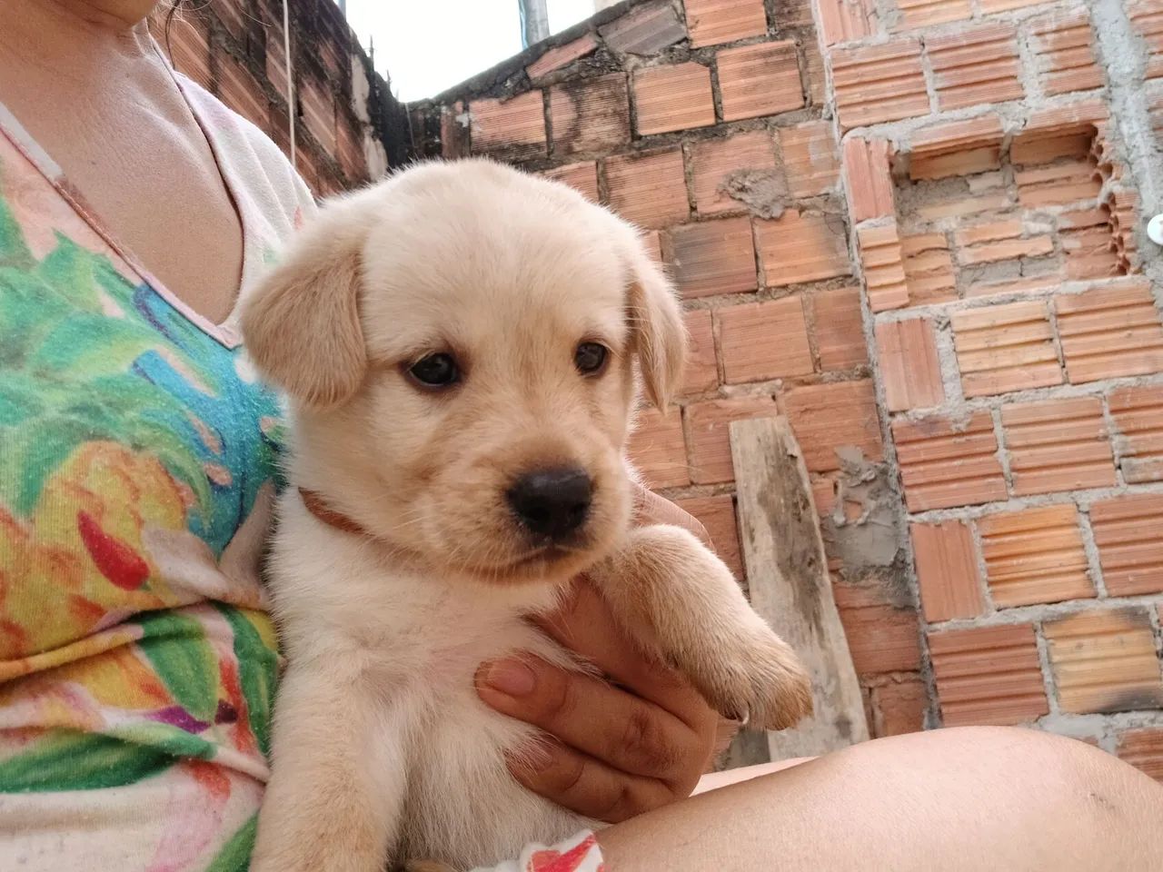 Filhotes de Labragold  - Foto 2