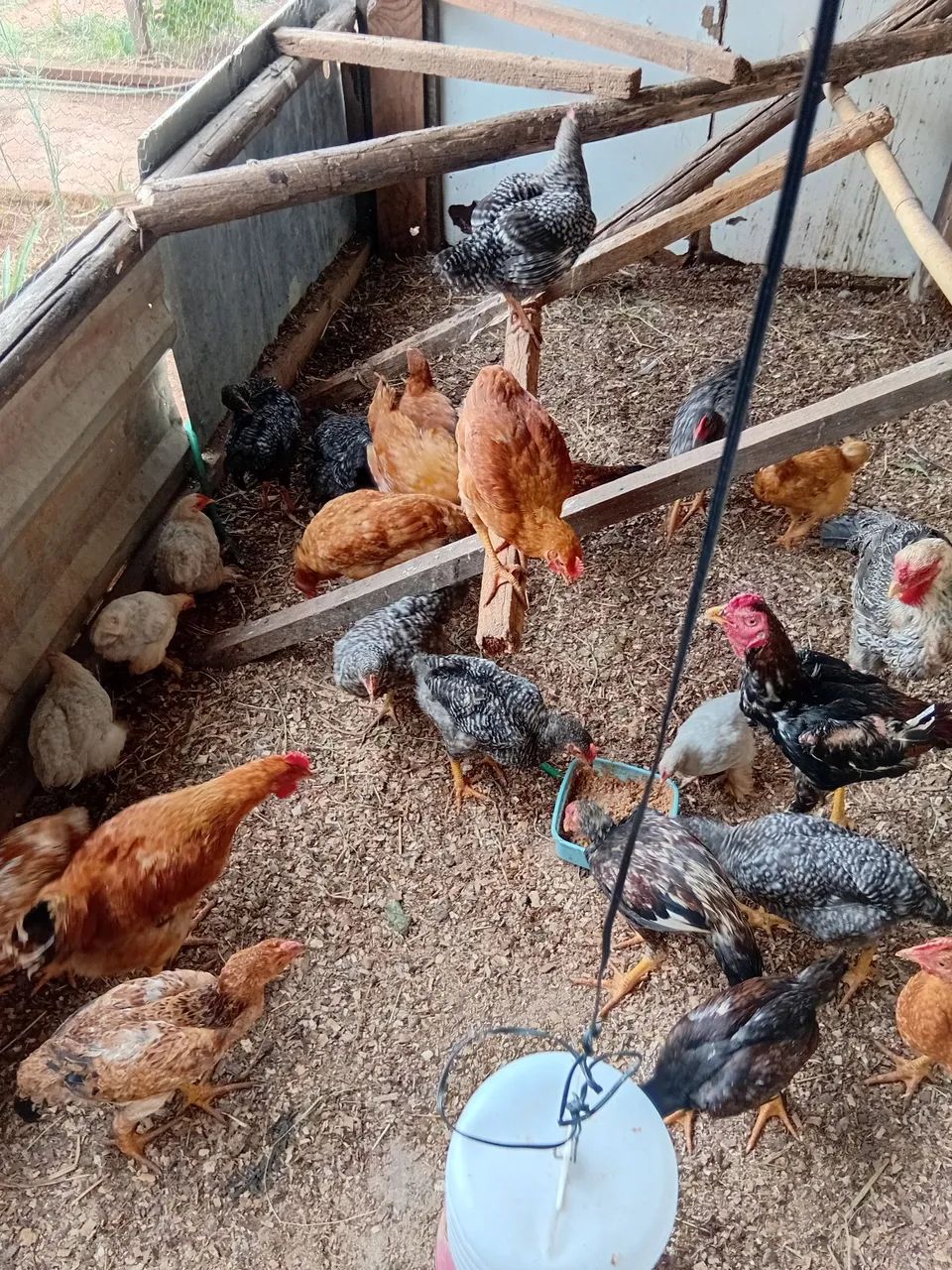 Outros animais  - Foto 3