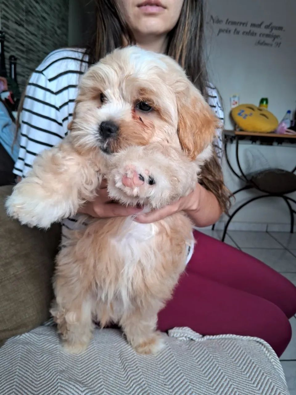 Lhasa Apso - Foto 5