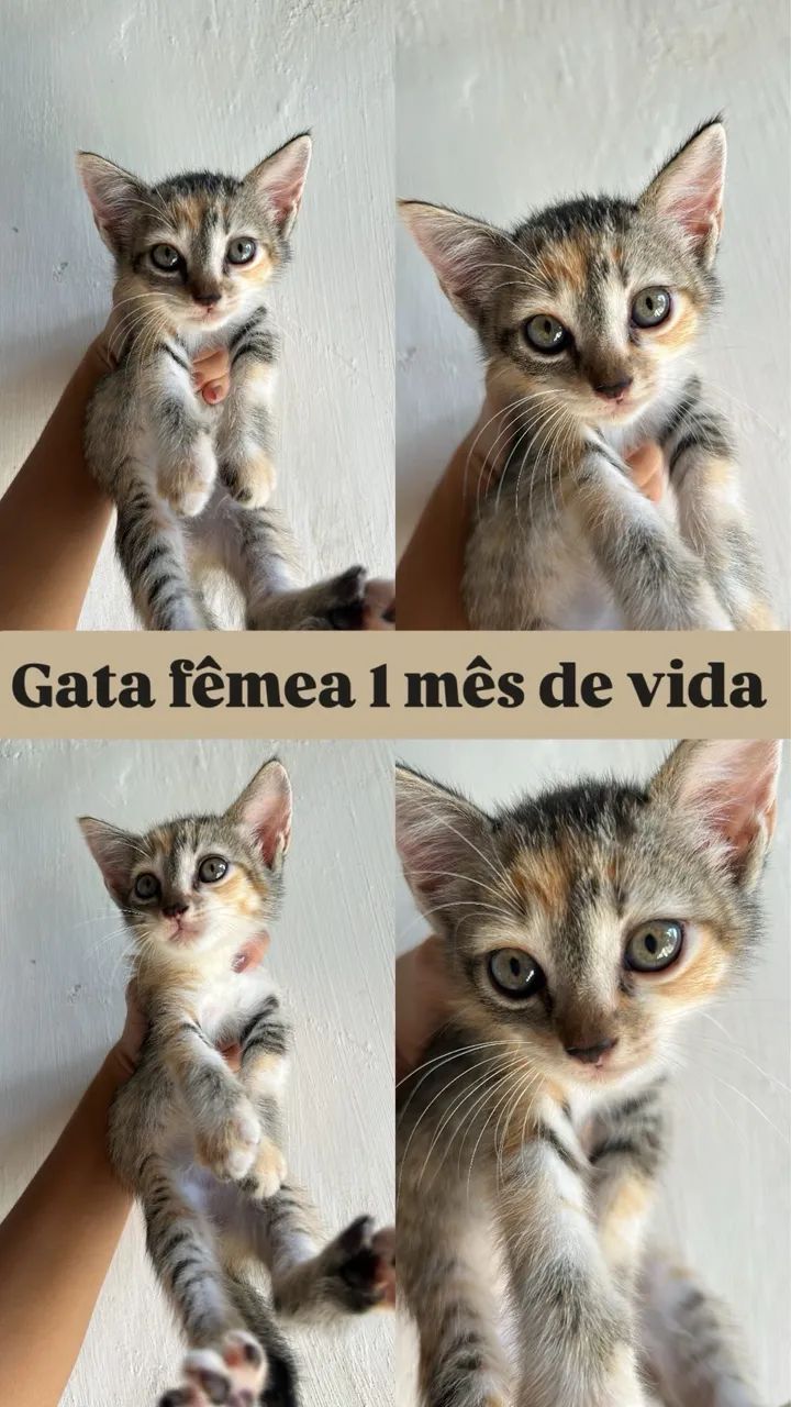 Gata fêmea 
