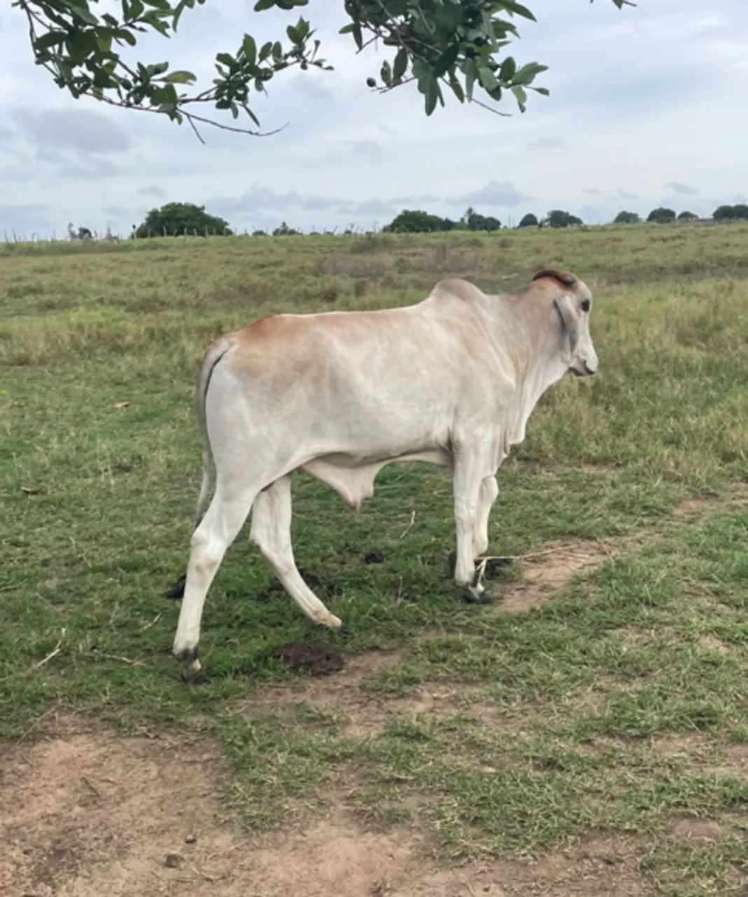 Bezerro Gir c/ Nelore