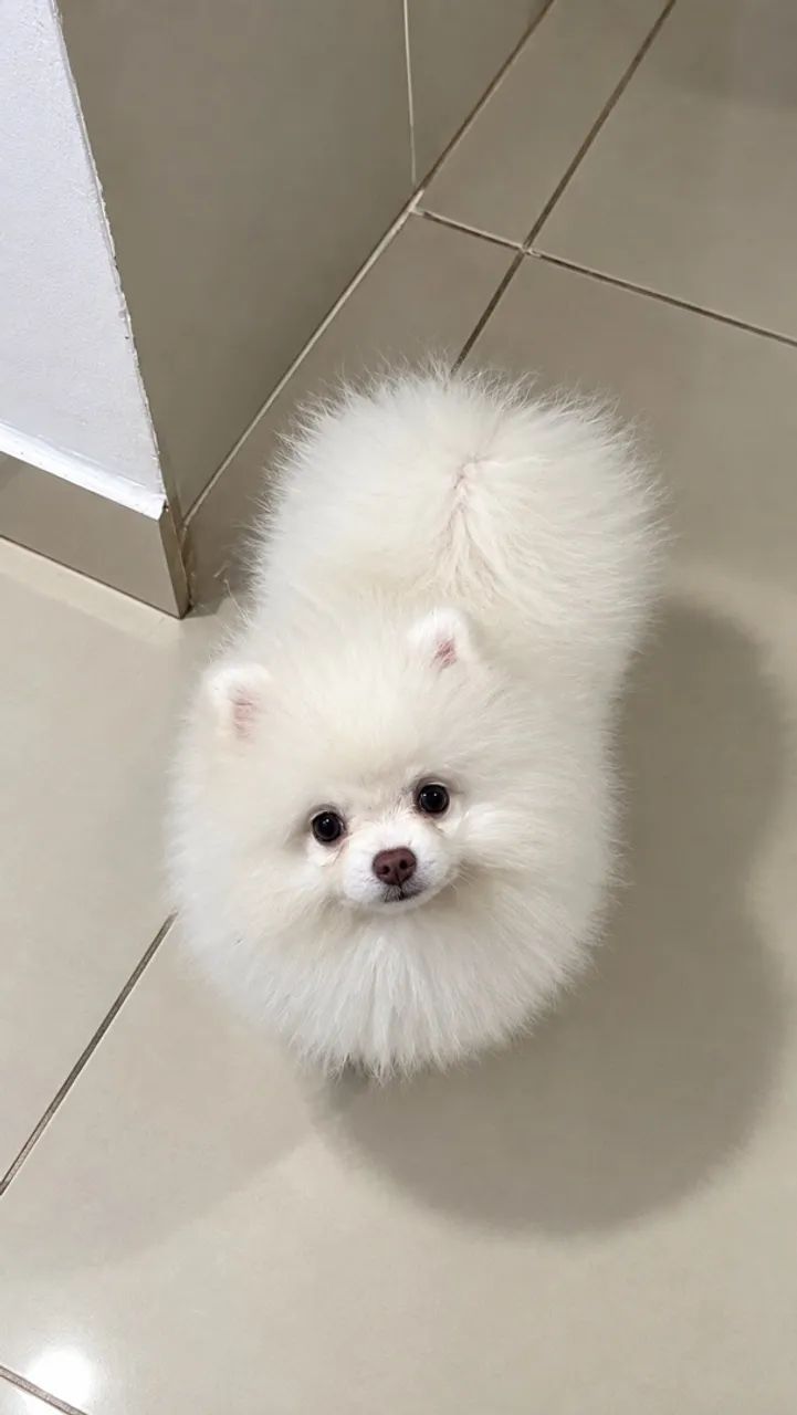 Spitz alemão anão