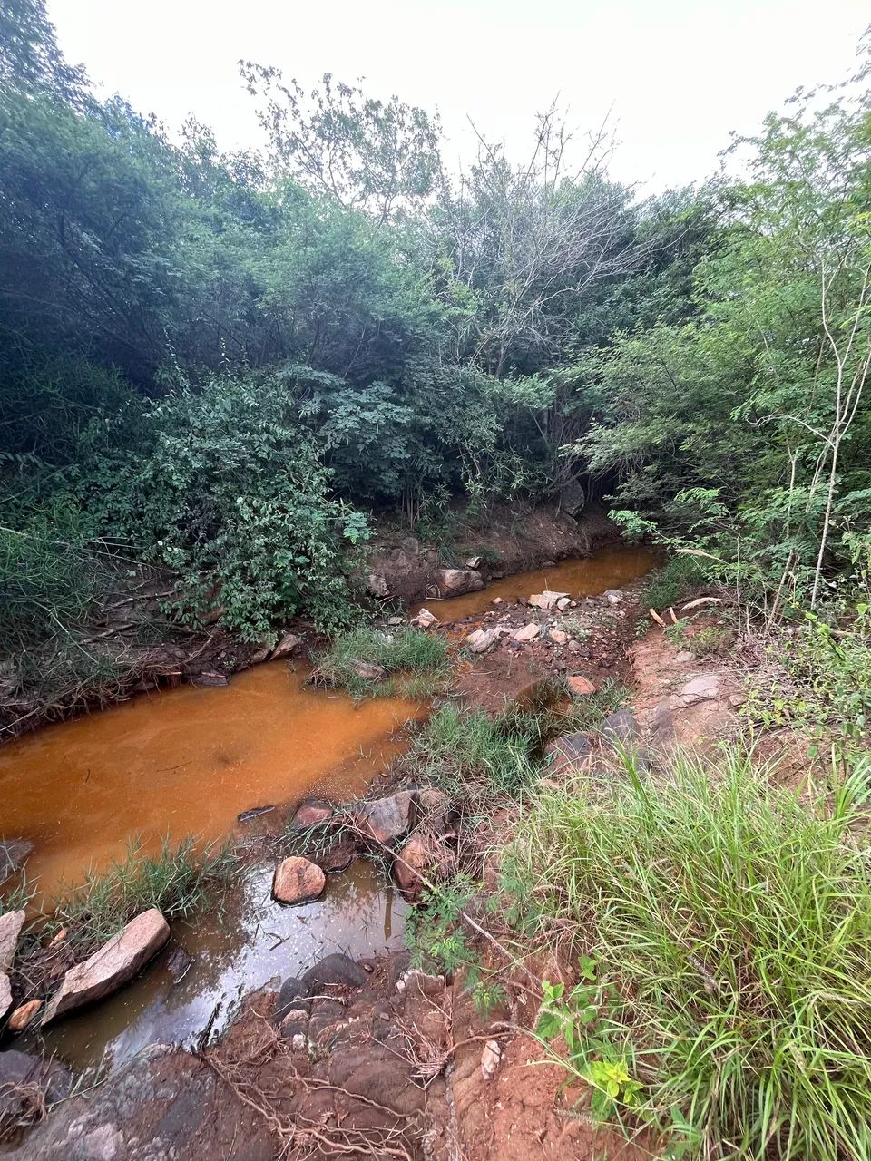 Sítio com produção de pitaia - Foto 4