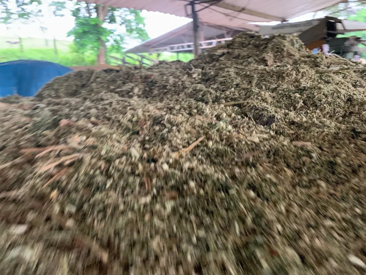 Silagem de milho ensacado