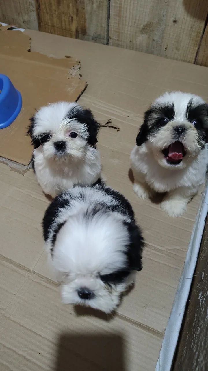 Cachorro  - Foto 2