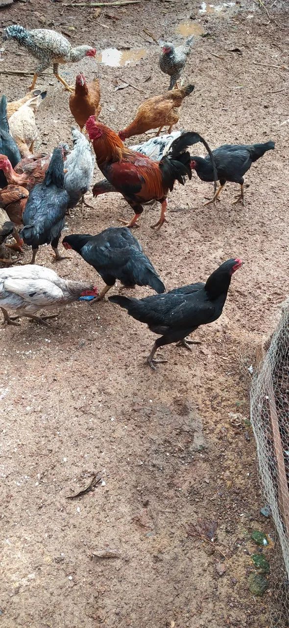 Frangos e Galo caipira - Foto 2