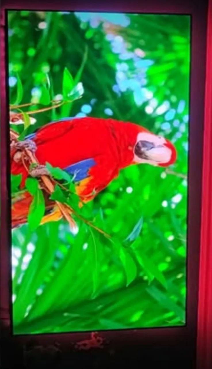 SMARTV 86 POLEGADAS 4k SEM DETALHES MUTIO TOP POICO USADA - Foto 3