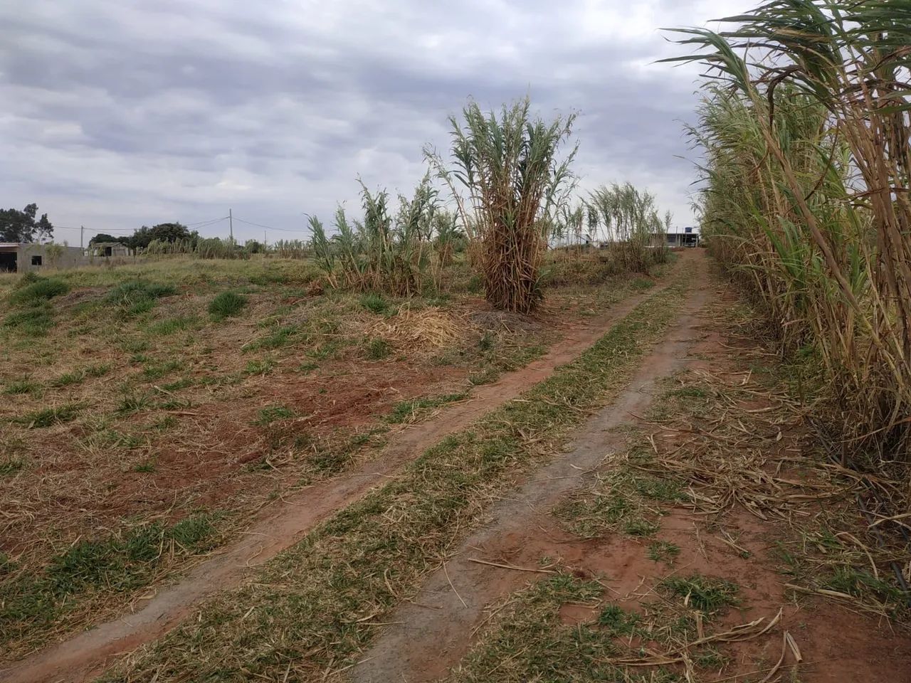 Ch ácara 7.500 M2 Mandaguaçu  - Foto 2