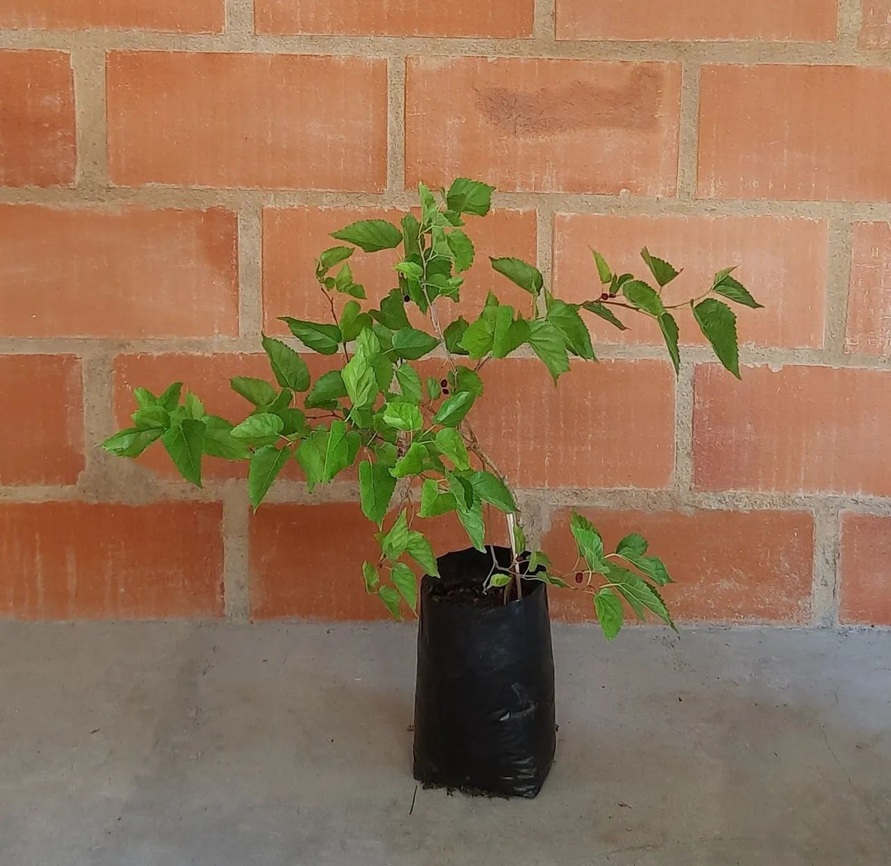 Muda de amora  - Foto 3