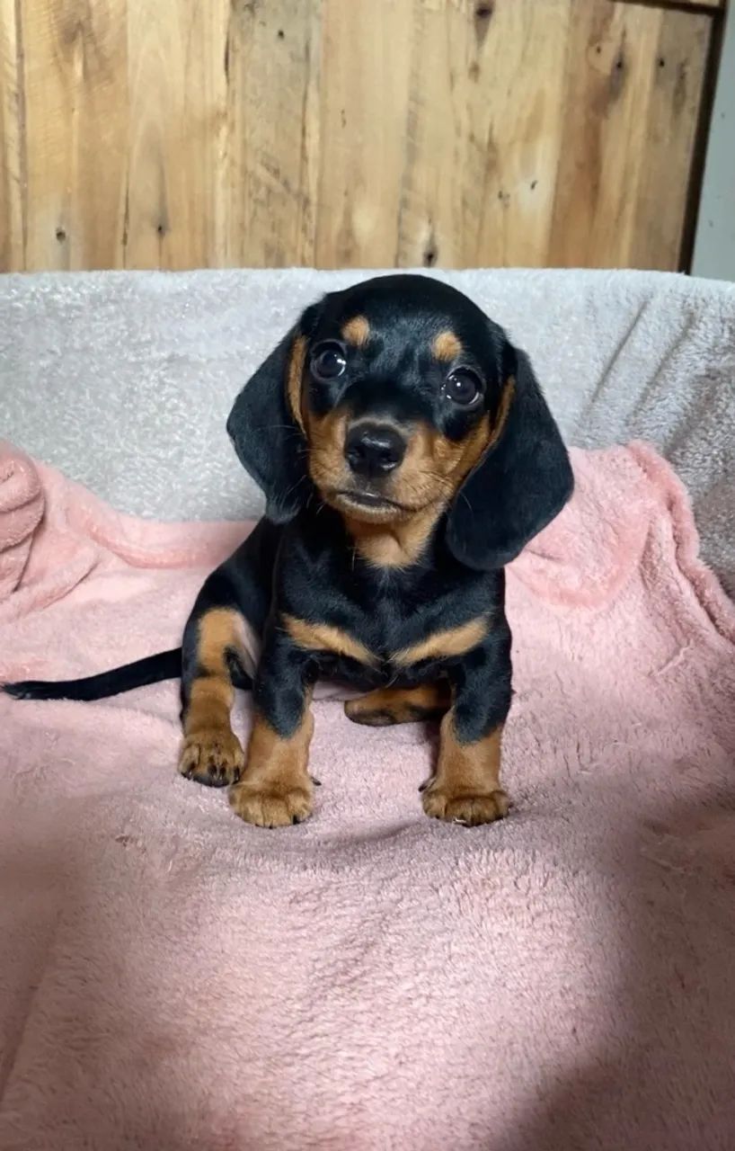 Dachshund