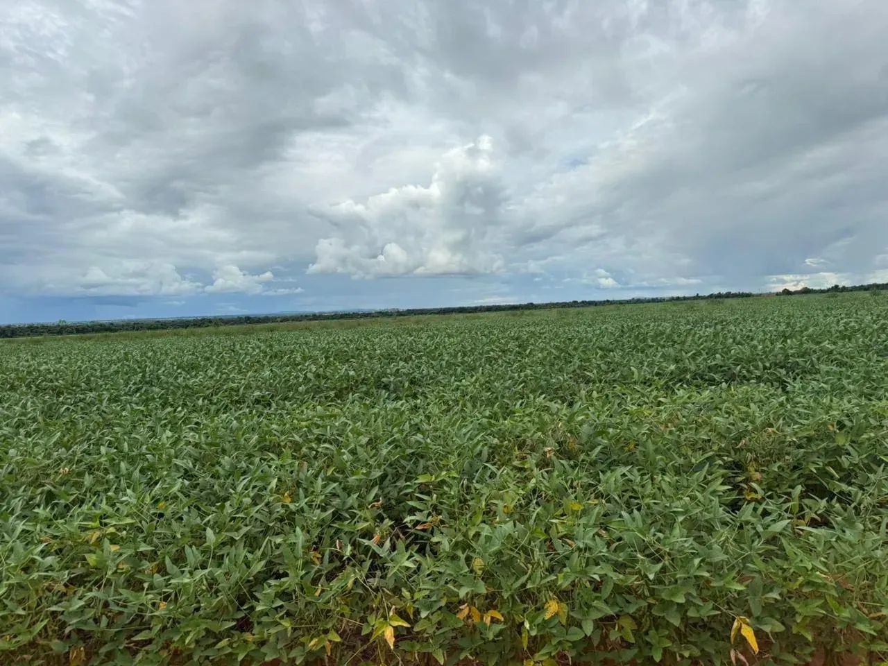 FAZENDA EM JUSSARA GO - 338 ALQUEIRES - Foto 4