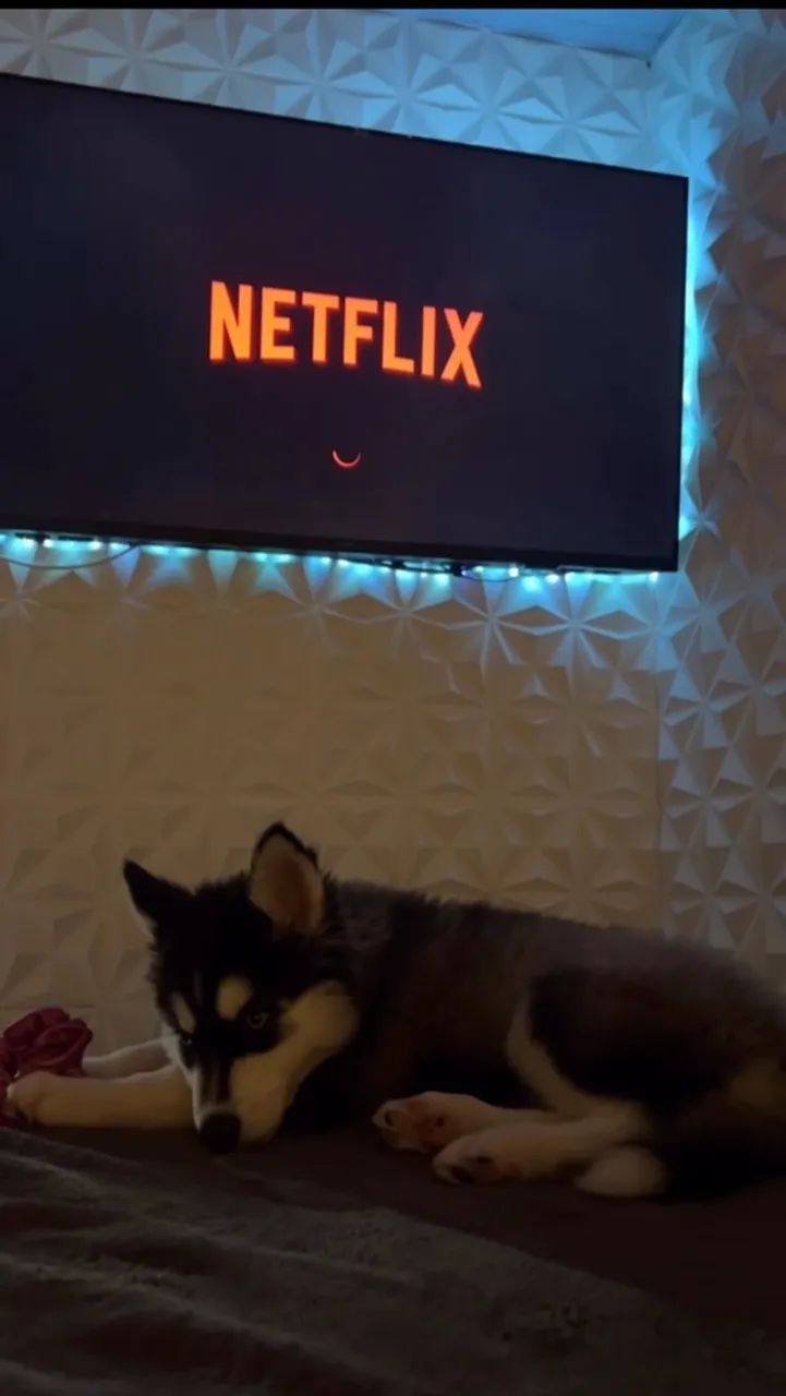 Husky siberiano