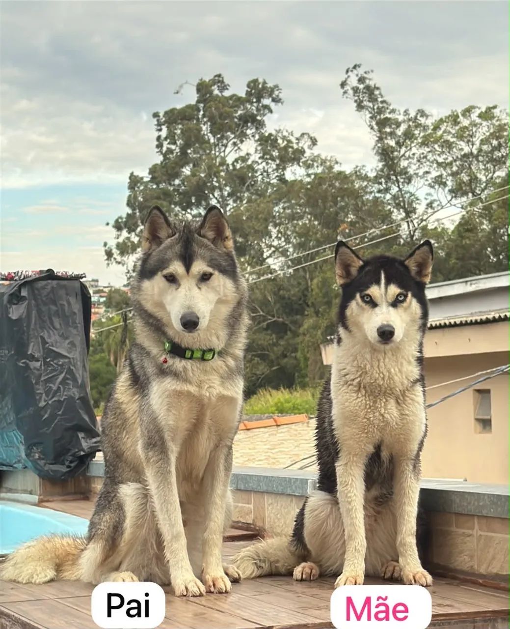 Husky  - Foto 3