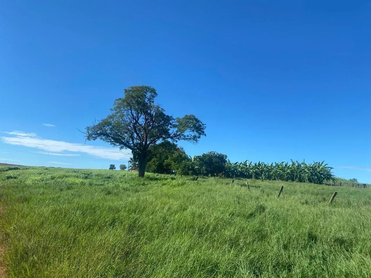 FAZENDA À VENDA  APARECIDA DO TABUADO/MS - Foto 5