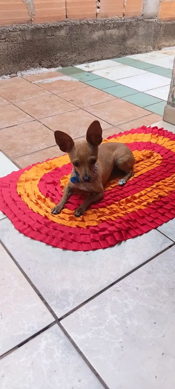 Vendo pinscher  - Foto 4