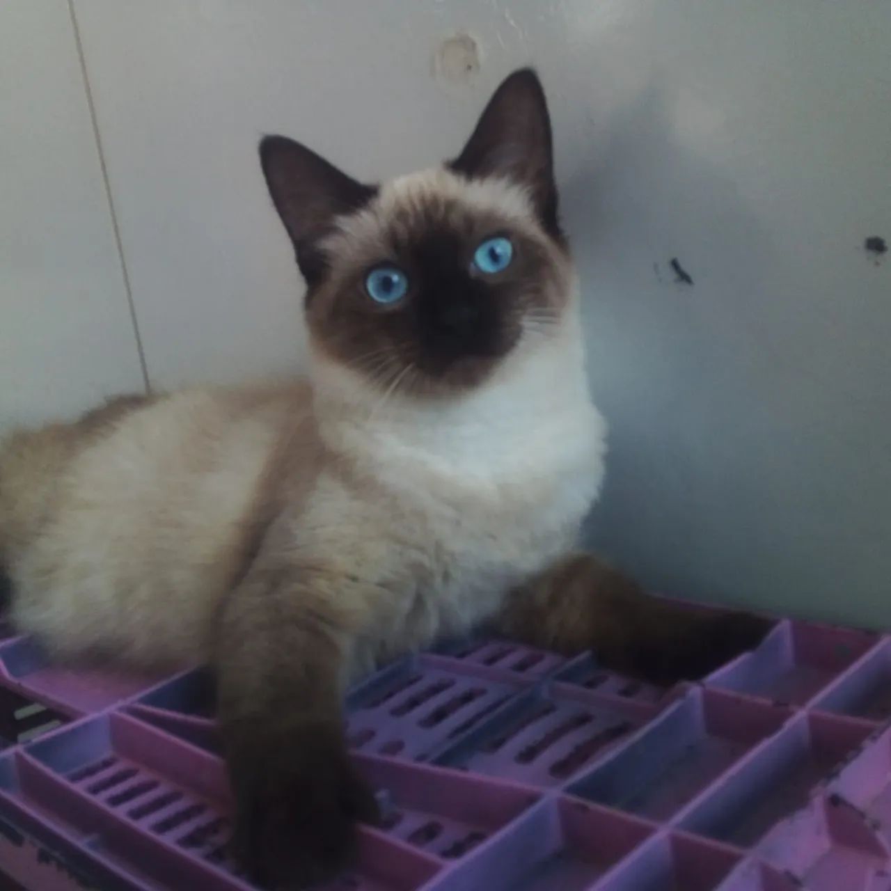 Adoção responsável - Mila - Foto 3