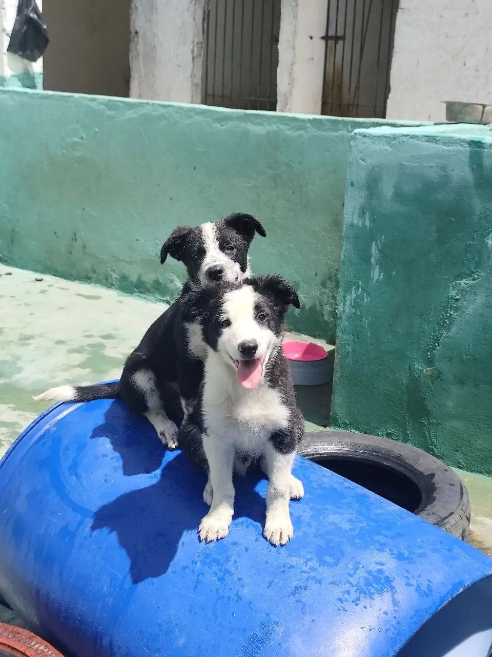 BORDER COLLIE - Foto 3