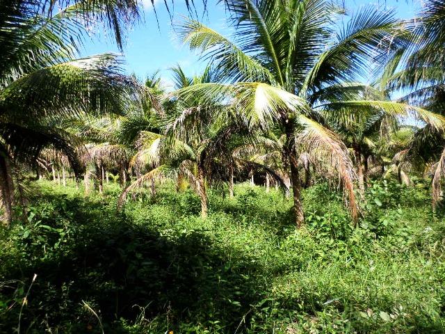 Fazenda de laranja 1.500 x2.500 na AM 010 KM 110 - Foto 15