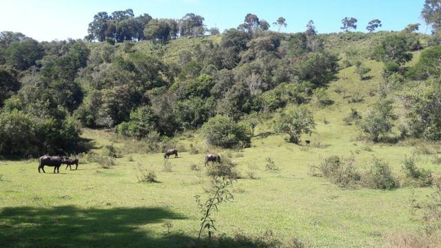 Fazenda 85 alqueres - Foto 10
