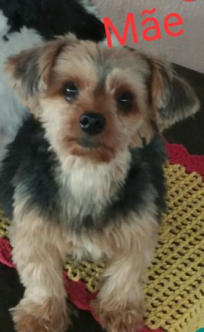 Vendo Filhote yorkshire Terrier - Foto 2