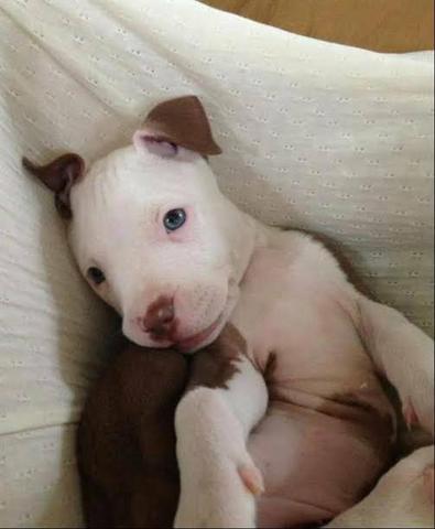 Pitbull América Puros