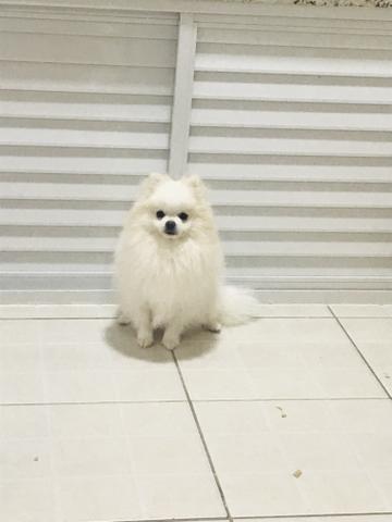 Spitz Alemão Anão (Lulu da Pomerania) Macho disponível para Acasalamento - Foto 4