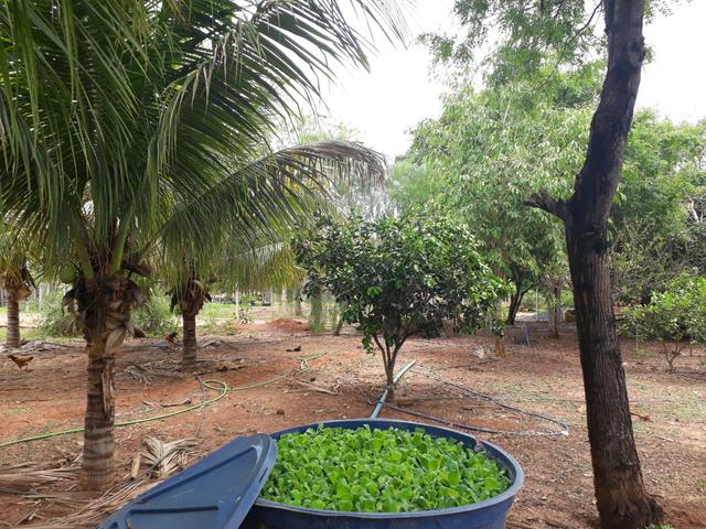 Chácara à venda na estrada para Juramento - Foto 11
