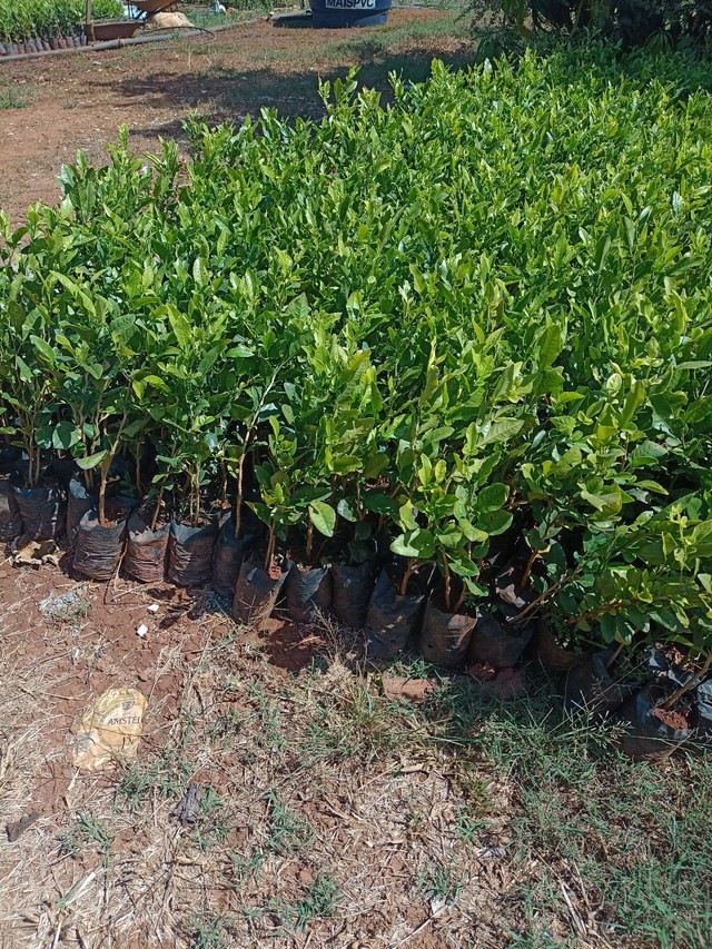 Mudas de cerca viva (limãozinho)- R$ 1,30 - Foto 4